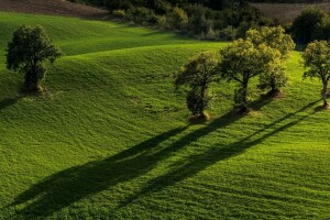 bidang, Italia, Marche, Taman Nasional Monti Sibillini, Pievebovigliana, pohon