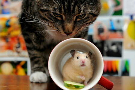 고양이, 컵, 쥐