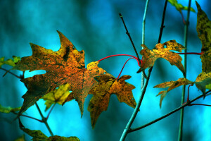 musim gugur, cabang, Daun-daun, maple