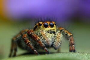 动物, 巴格耶拉, Bagheera Kiplingi, 眼睛, 有腿的, 巨集, 蜘蛛, 蜘蛛中美洲