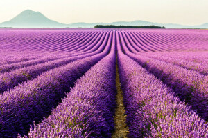 bunga-bunga, Perancis, lavender, gunung, perkebunan, Provence, Valensol