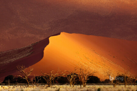 Châu phi, Sa mạc, cồn cát, Namibia, cát, Sossusvlei, cây