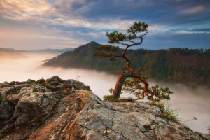 sương mù, rừng, núi, cây thông, Ba Lan, đá, Sokolica