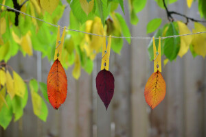 秋季, 树叶, 自然, 涂料, 绳