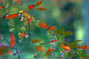 秋, ブランチ, 葉, 自然