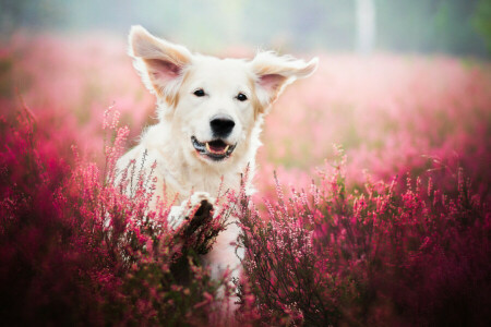Satwa, anjing, bidang, bunga-bunga, lavender, alam