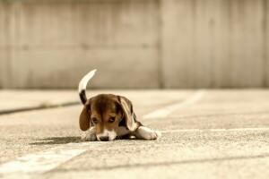 Beagle, chó, mỗi