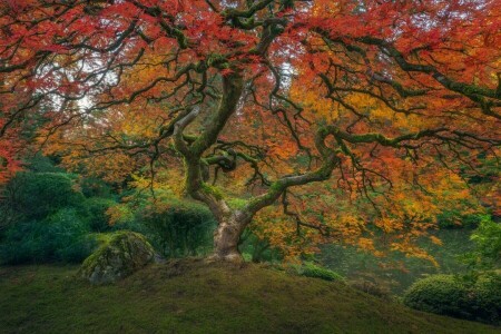 musim gugur, ranting, warna, penuh warna, Jatuh, Taman, rumput, danau