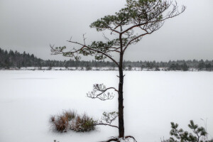 針葉樹, 自然, 雪, 雪の, 木, 冬