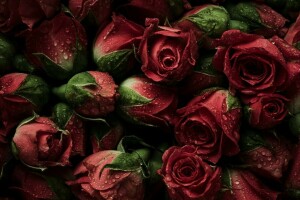 lý lịch, chồi, những bông hoa, tươi, tự nhiên, màu đỏ, hoa hồng