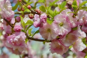 kacang almond, KECANTIKAN, berbunga, bunga-bunga, liburan, mungkin, alam, musim semi
