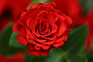 背景, 芽, 巨集, 玫瑰, 猩红色的玫瑰