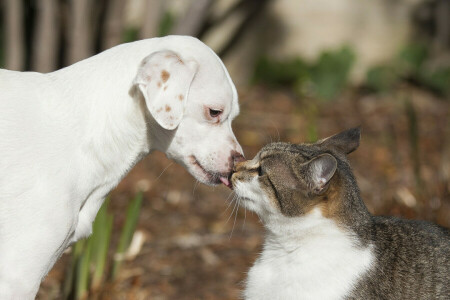 แมว, หมา, เพื่อน, จูบ, ความรัก, ลูกสุนัข