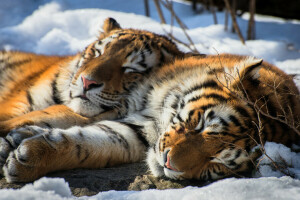 動物, シベリア, 雪, 虎