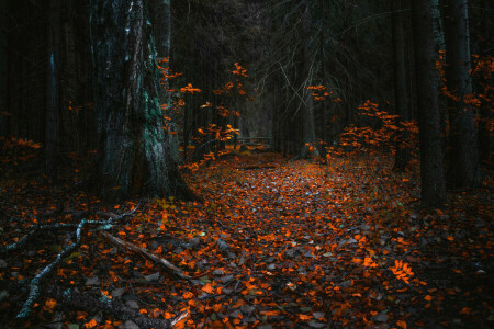 秋季, 森林, 树叶, 树木