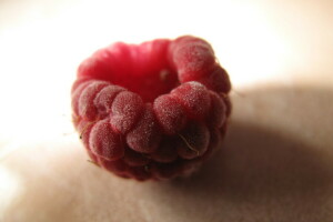浆果, 特写, 山莓, 覆盆子
