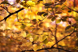 mùa thu, lá, Thiên nhiên