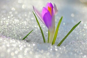dễ thương, bông hoa, Krokus, tháng Ba, tuyết, tuyết rơi, mùa xuân