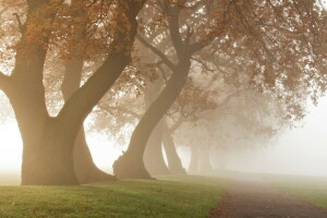 sương mù, buổi sáng, cây