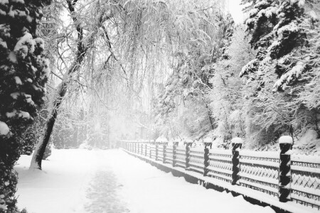 单色, 公园, 路径, 雪, 落后, 冬季