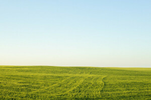 フィールド, 草, 緑, 地平線, 空