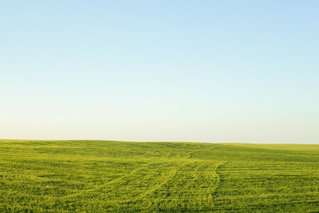 bidang, rumput, hijau, cakrawala, langit