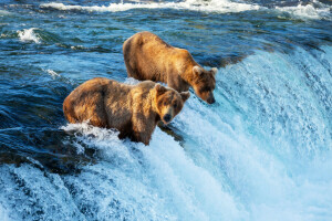gấu, nâu, nắm lấy, cá, đánh bắt cá, cho, săn bắn, con sông