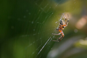 serangga, makro, Laba-laba, web