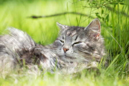 แมว, หญ้า, สีเทา, เข้าพัก, ฤดูร้อน