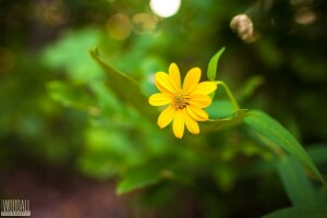 Aaron Woodall, bông hoa, nhiếp ảnh gia, thân cây, màu vàng