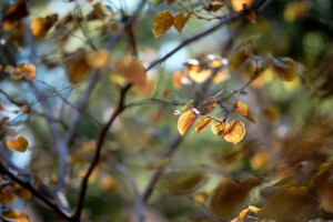 musim gugur, Daun-daun, alam