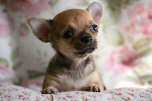 Chihuahua, anjing, doggie, wajah