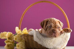 keranjang, Bordeaux, anjing, bunga-bunga, anak anjing