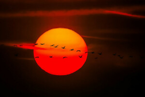 鳥, フライト, 日没, 空, 太陽