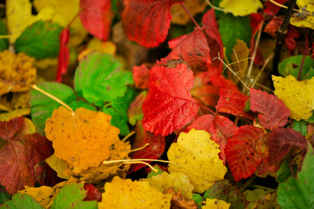 秋, 色, 葉, 深紅