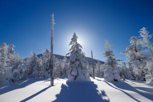 núi, Tia, tuyết, bầu trời, cây, mùa đông