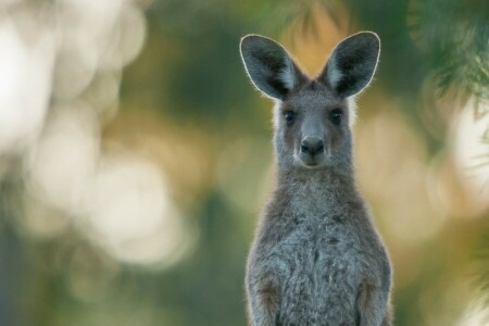 kanguru, Lihat, potret
