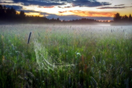 cánh đồng, sương mù, web