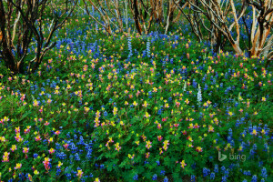 구운 숲, CA, 꽃들, 이리 같은, 미국, 요세미티 국립 공원