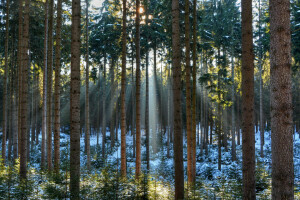 rừng, tuyết, Những tia nắng mặt trời, cây, mùa đông