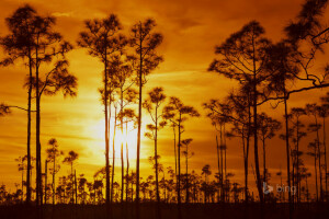 những đám mây, Vườn quốc gia Everglades, FL, Hoàng hôn, bầu trời, cây, Hoa Kỳ