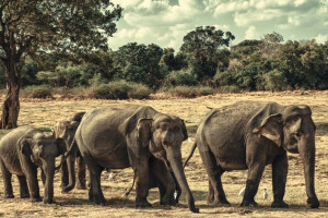 gajah, keluarga, Taman Nasional Minneriya, Srilanka