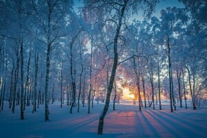 森林, 早上, 雪, 冬季