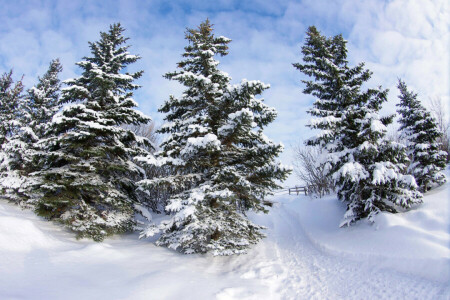 pagar, jalan, salju, pohon, musim dingin