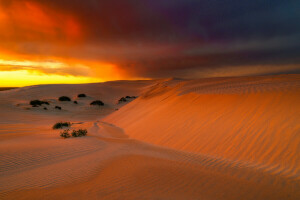 Châu Úc, những đám mây, Sa mạc, Bạch đàn, phát sáng, cát, bầu trời