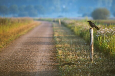 鳥, 自然, 道路