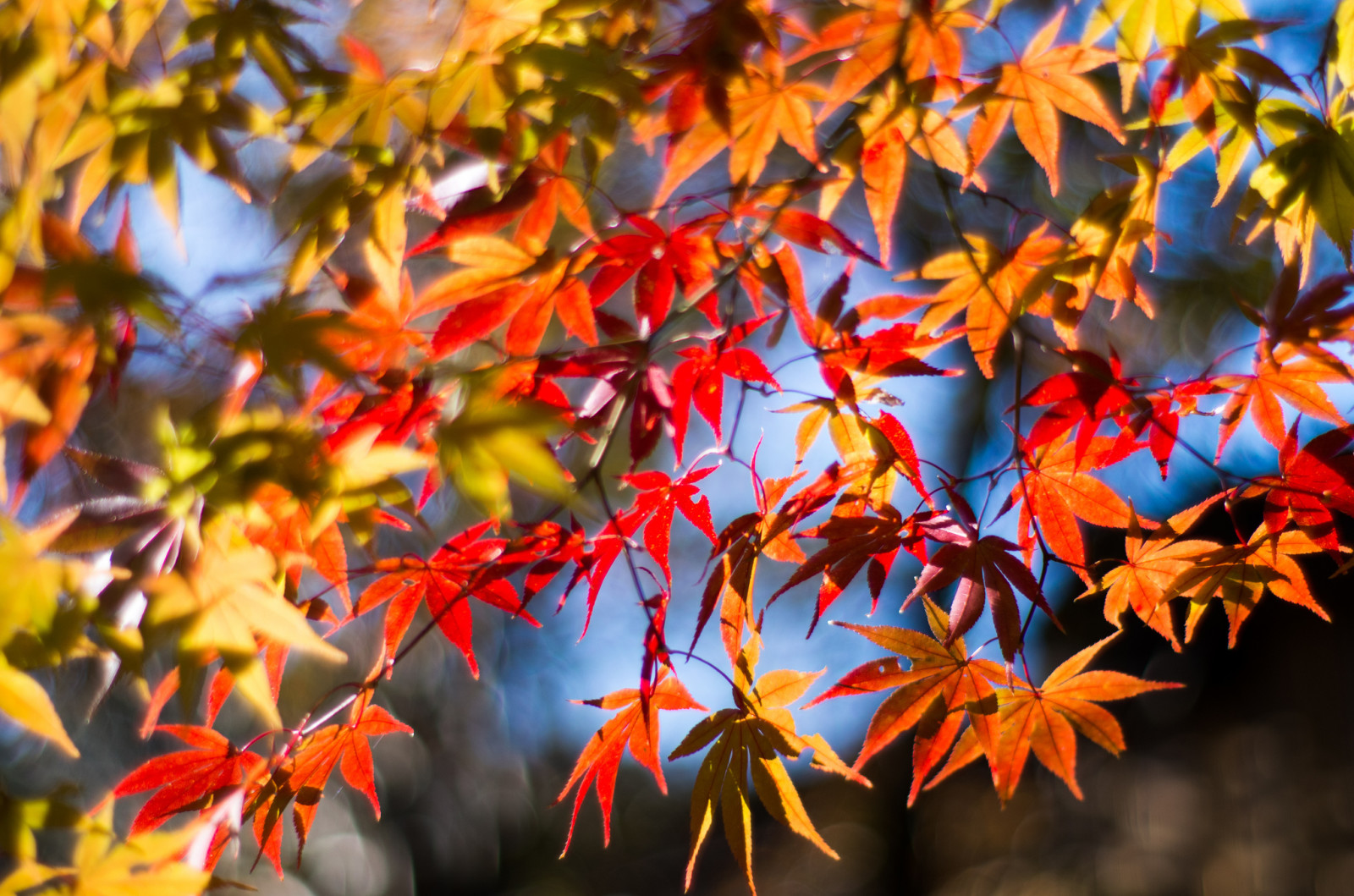musim gugur, makro, Daun-daun, cabang, maple