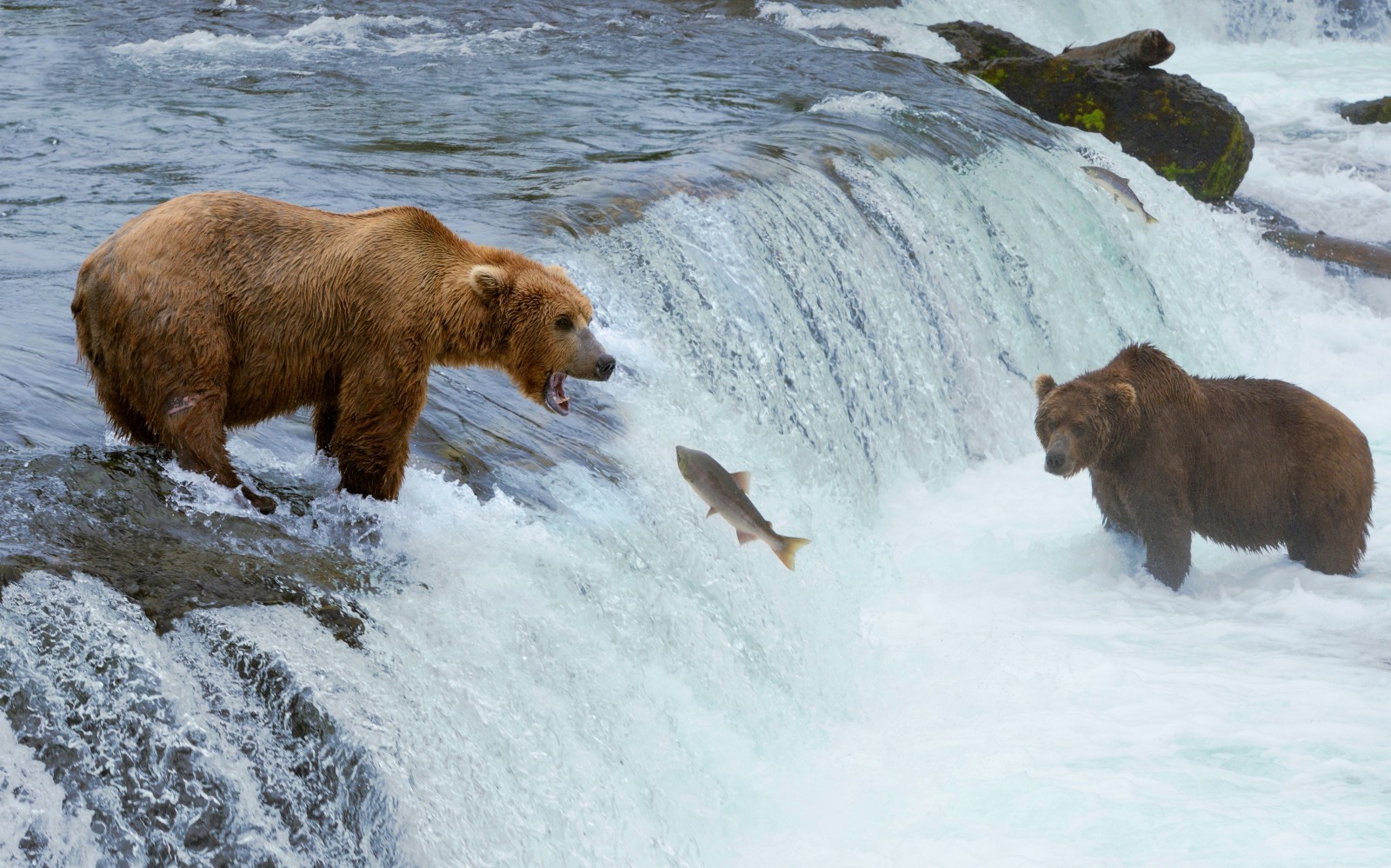 河, 瀑布, 熊, 动物, 狩猎, 鱼