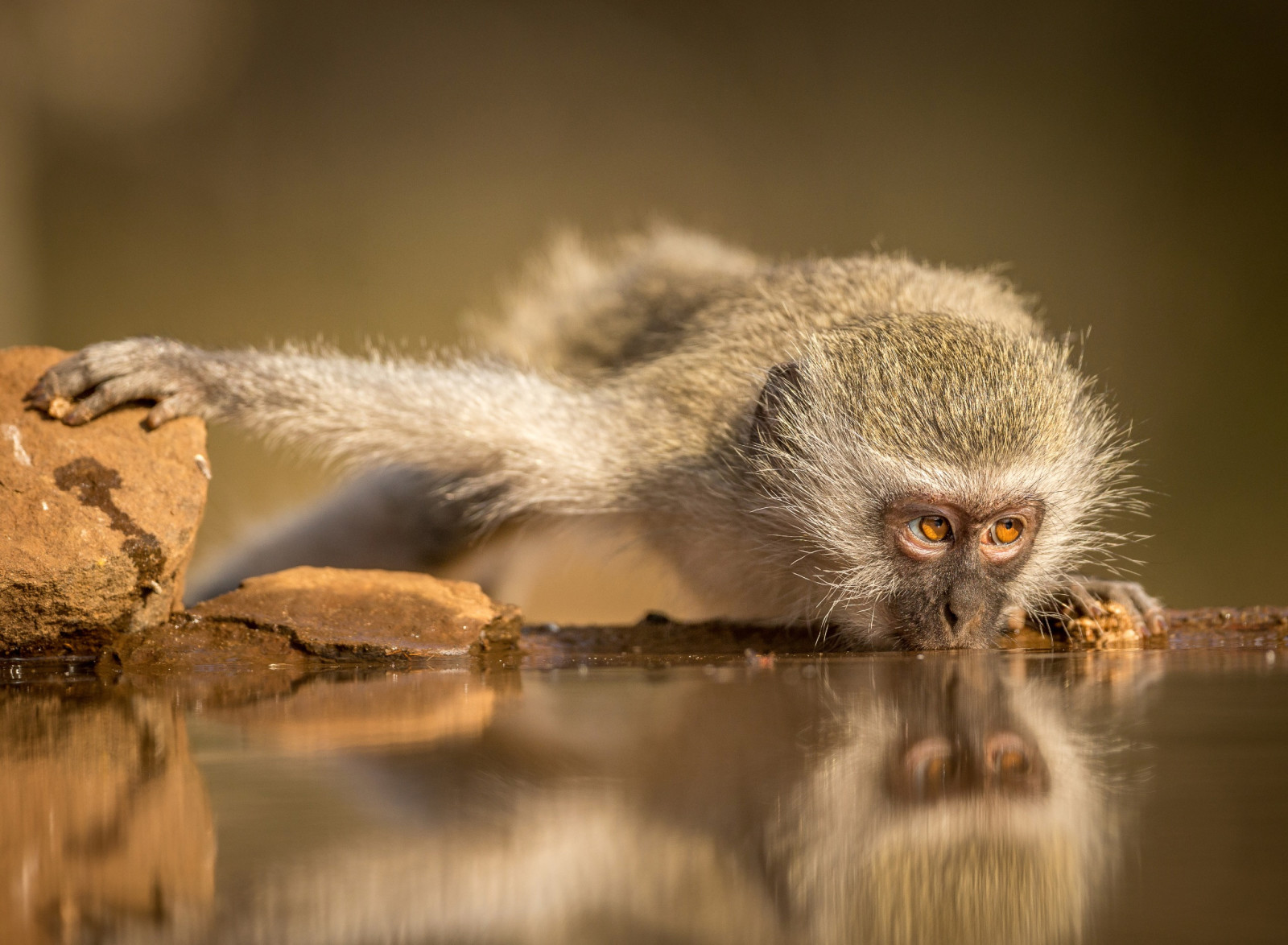 con khỉ, uống, Nam Phi, Simanga
