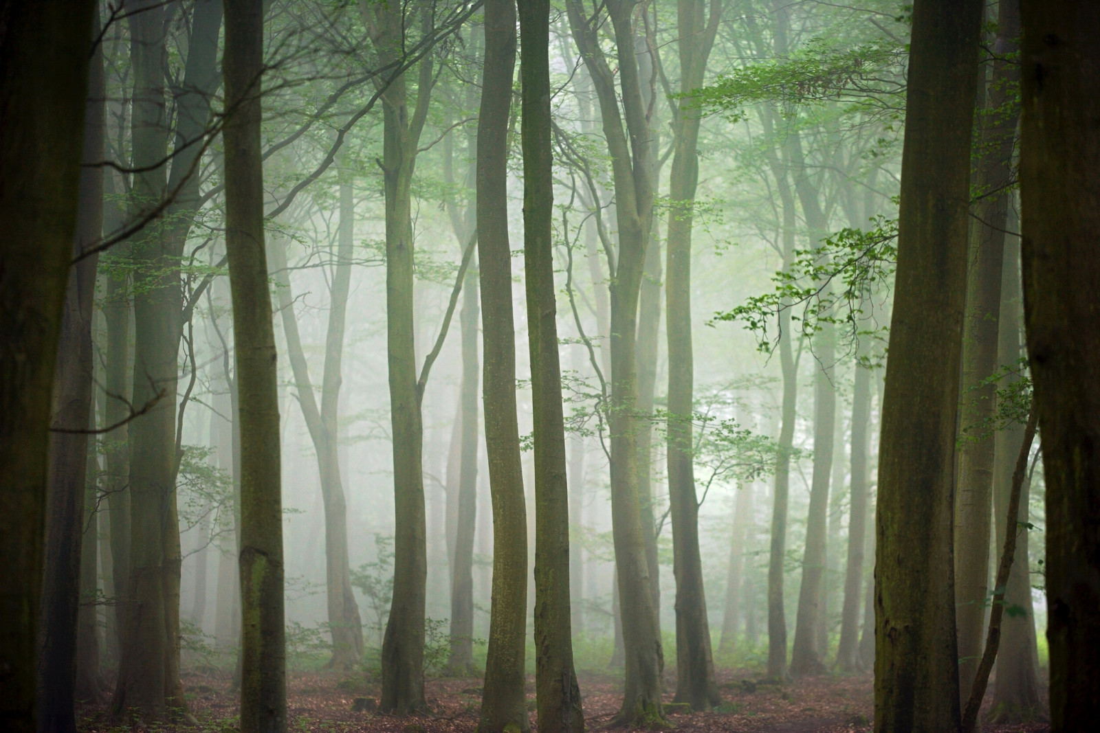 mùa thu, rừng, cây, sương mù